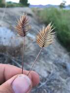 Imagem de Eremopyrum triticeum (Gaertn.) Nevski