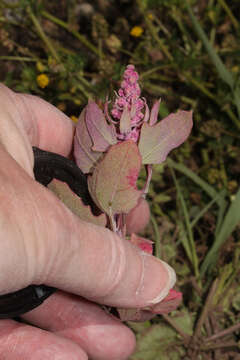 Image of quinoa