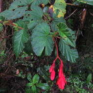 Слика од Begonia ferruginea L. fil.