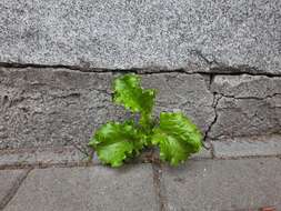 Image of garden lettuce