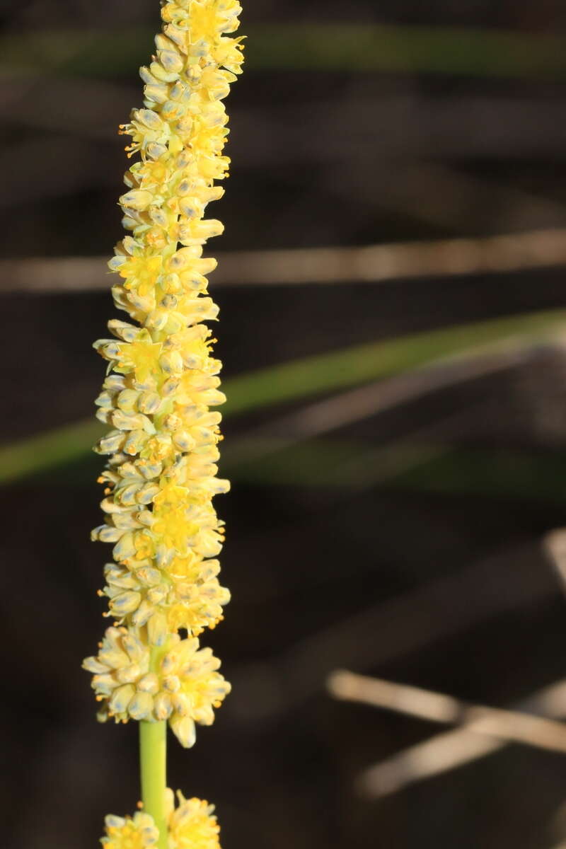 Image de Lomandra preissii (Endl.) Ewart