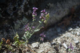 Plancia ëd Streptanthus fenestratus (Greene) J. T. Howell