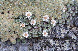 Plancia ëd Psychrophyton grandiflorum (Hook. fil.) Beauv.