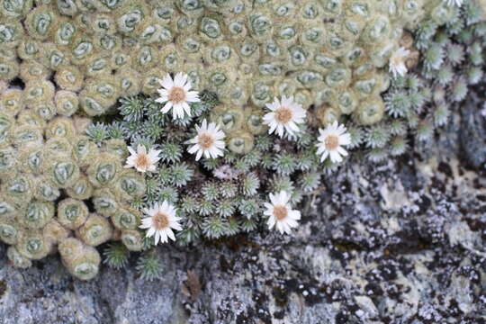 Image of Psychrophyton grandiflorum (Hook. fil.) Beauv.