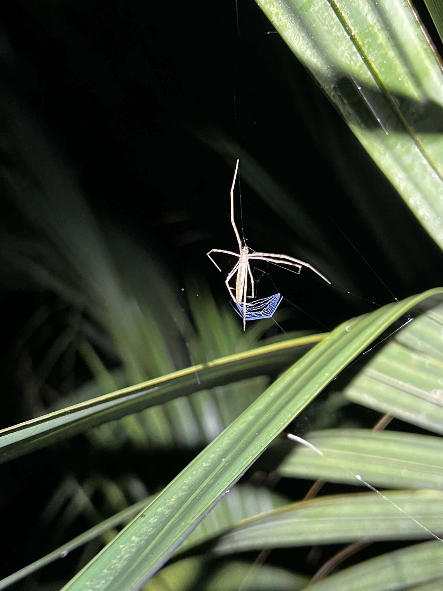 Image of Deinopis spinosa Marx 1889