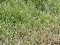 Image of common Mediterranean grass