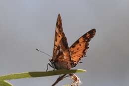 Image of Charaxes jahlusa Trimen 1862