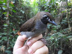 Image of Black-faced Antthrush