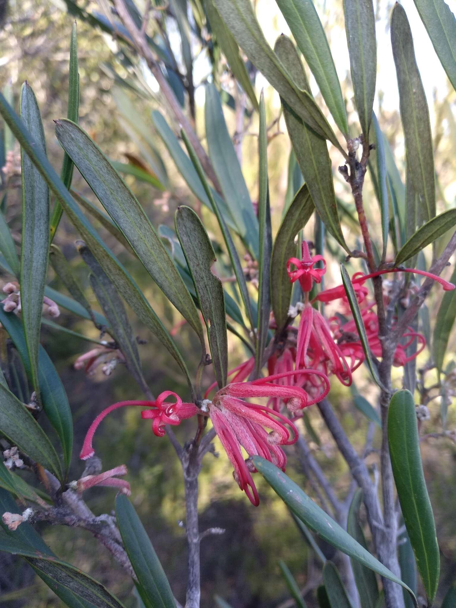 Imagem de Grevillea oleoides Sieber ex Schult.