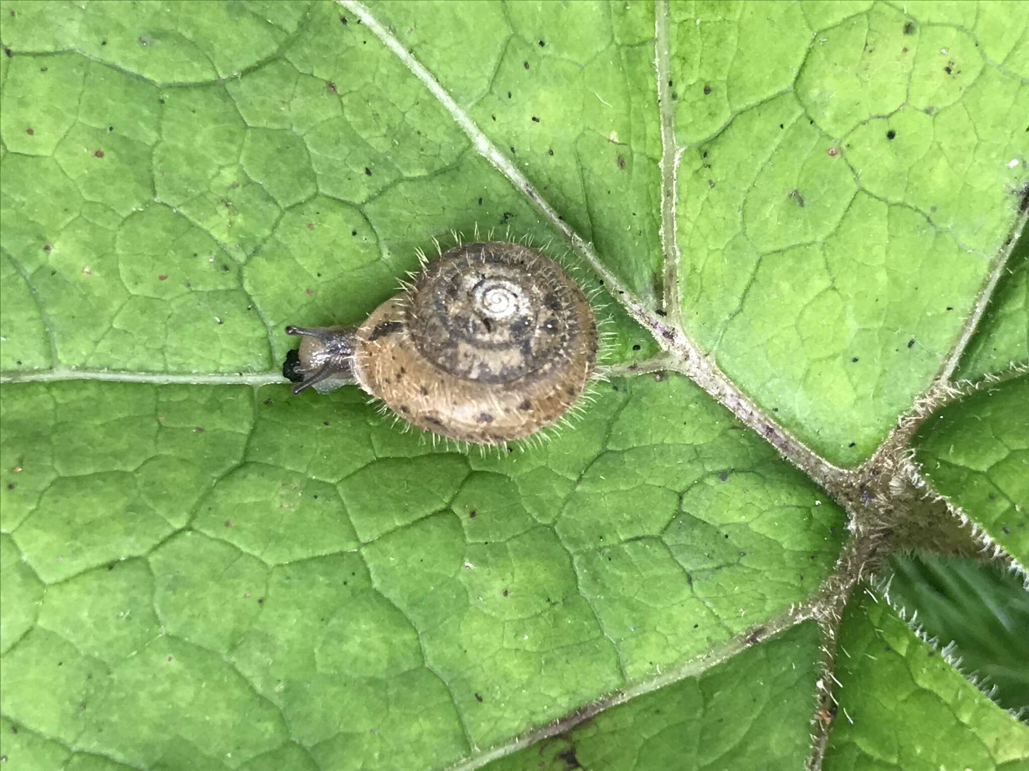 Image of Furry Hair Snail