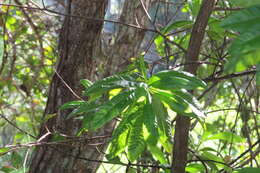 Image of Dodonaea viscosa subsp. viscosa