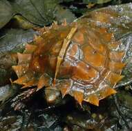 Image of Spiny turtle