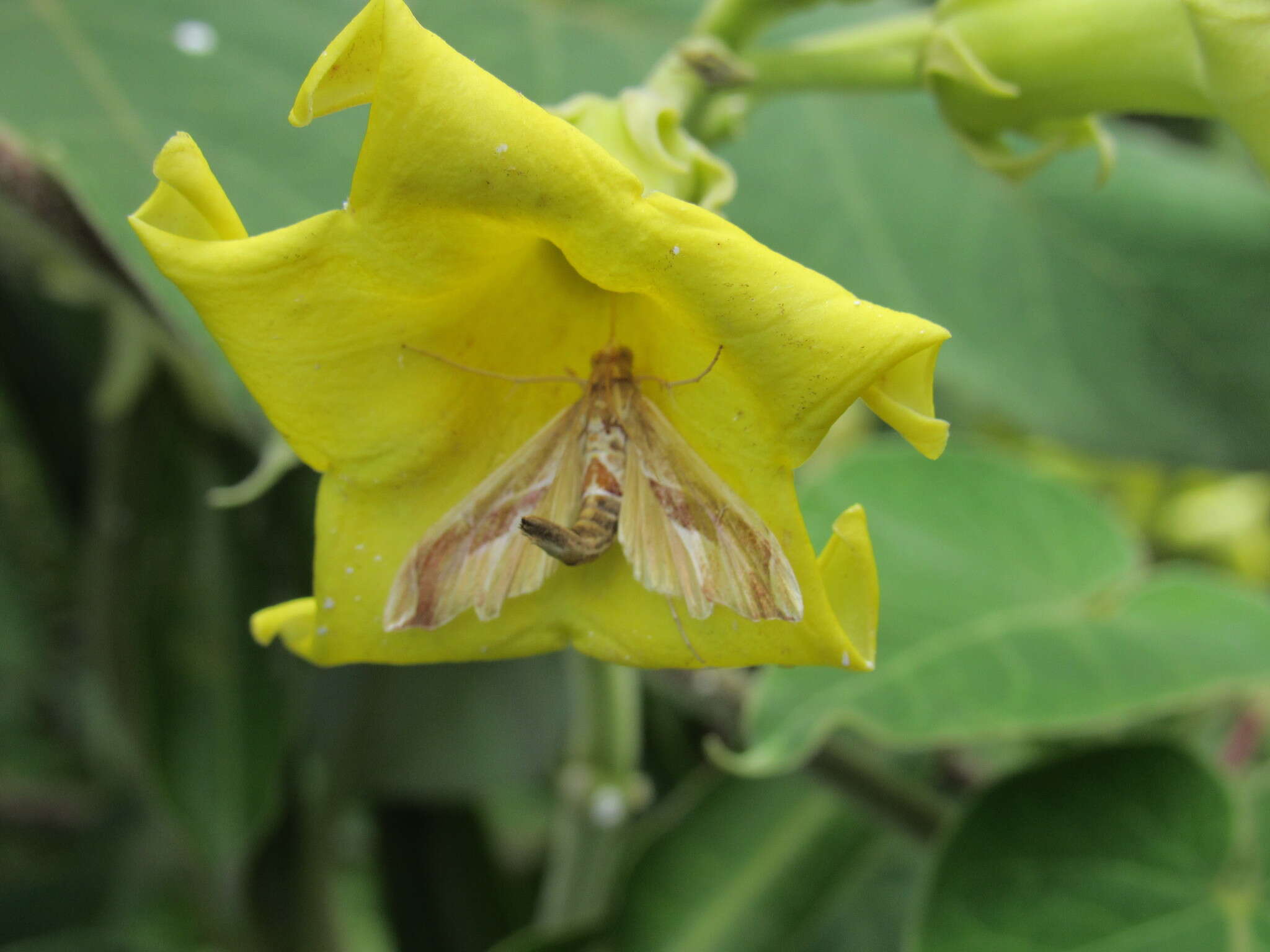 Philibertia speciosa (Malme) Goyder resmi