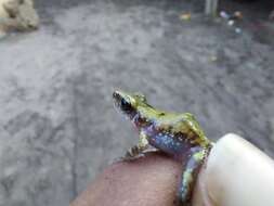 Image of Whistling Chirping Frog