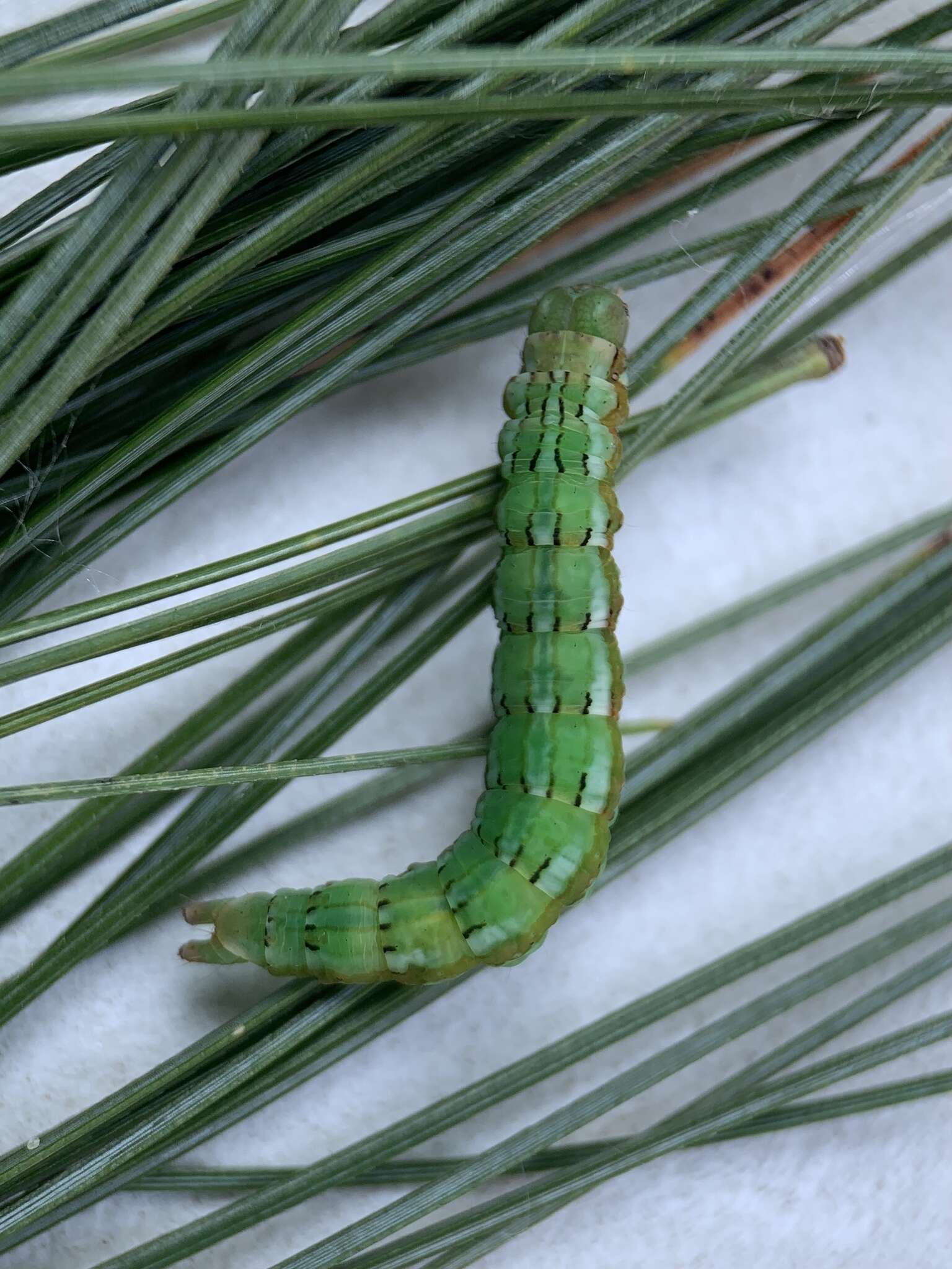 Image of Brown-spotted Zale