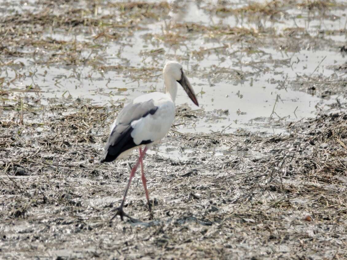 Image of Openbill stork