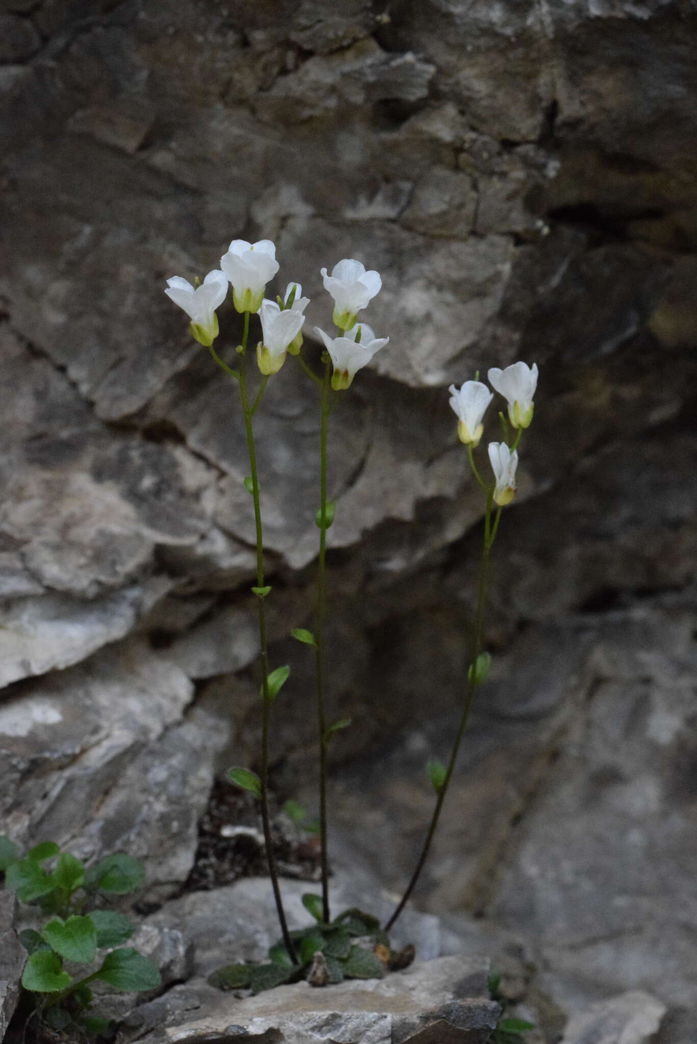 Image of Arabis stellulata Bertol.