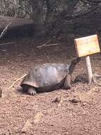 Image of Chatham Island Giant Tortoise