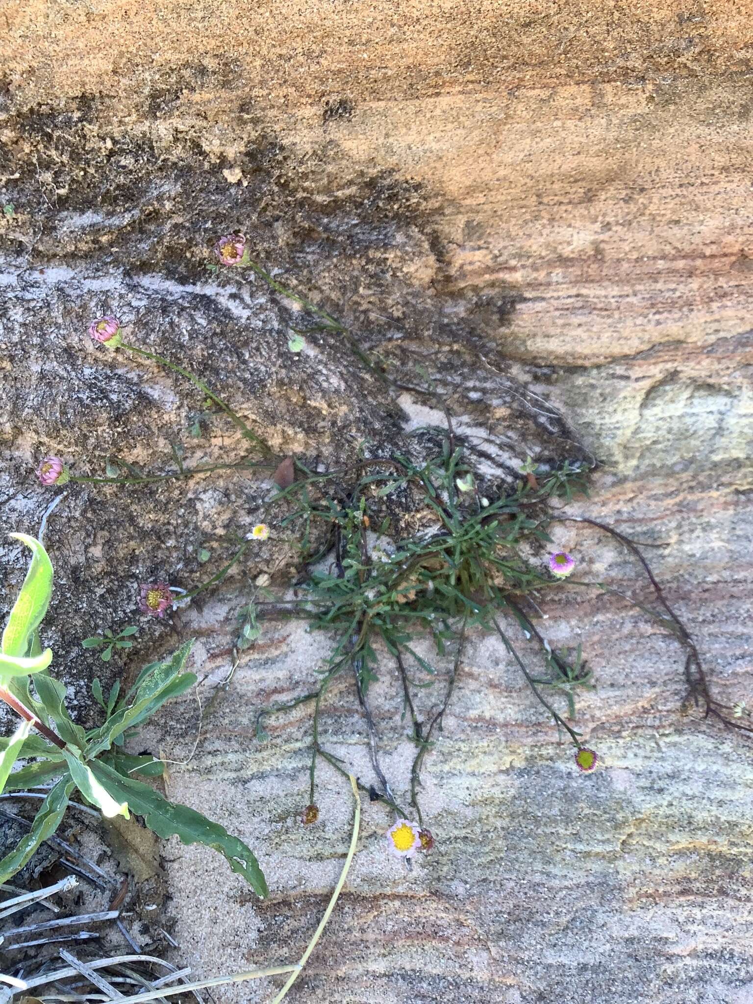 Image of Zion fleabane