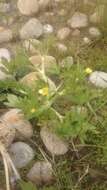 Image de Ranunculus macounii Britton