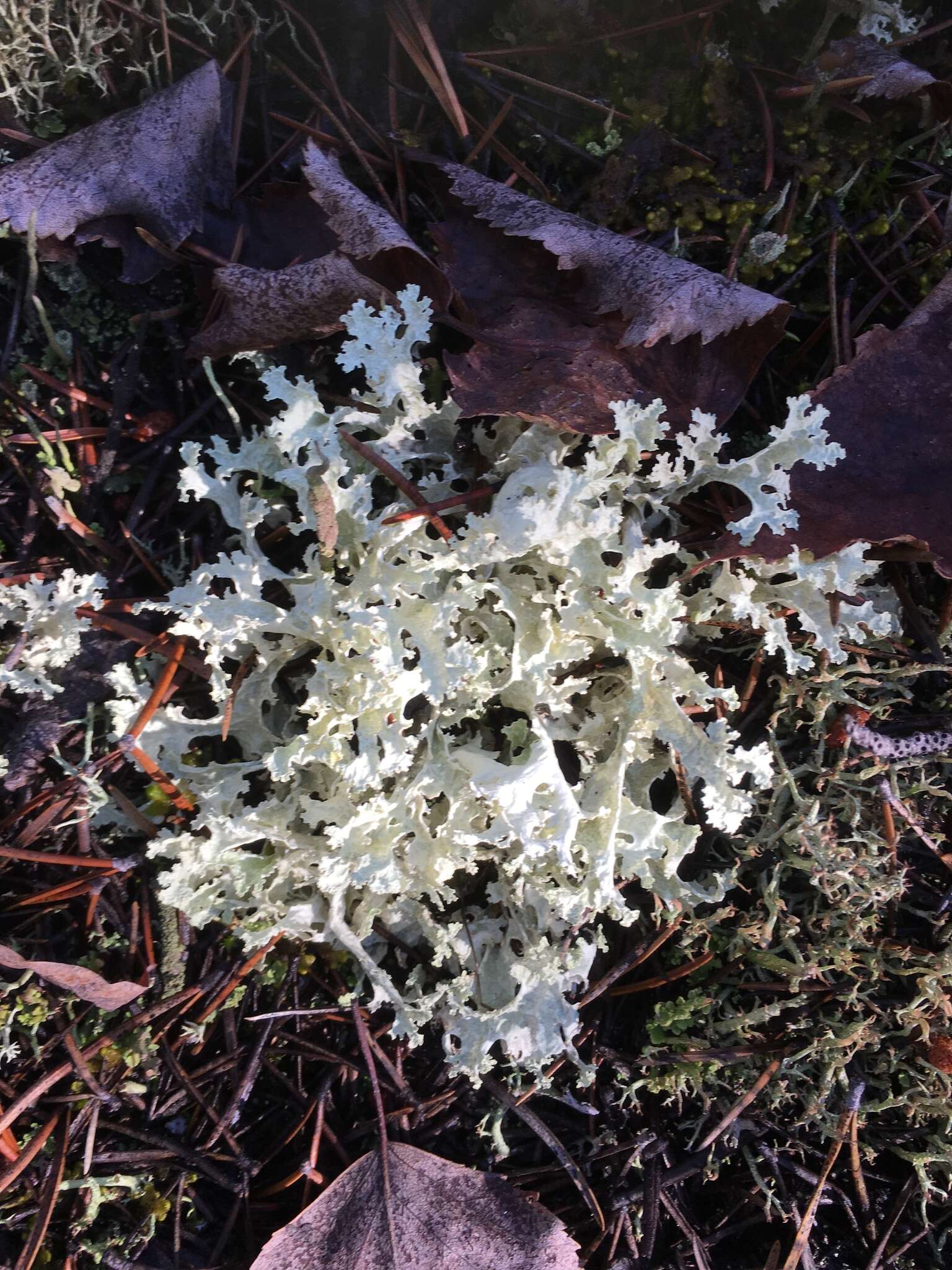 Слика од Flavocetraria nivalis (L.) Kärnefelt & A. Thell