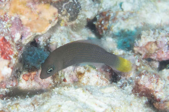 Image de Pseudochromis marshallensis Schultz 1953