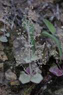 Image of Crassula cordata Thunb.