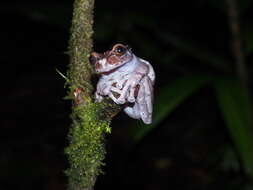 Image of Coronated Treefrog