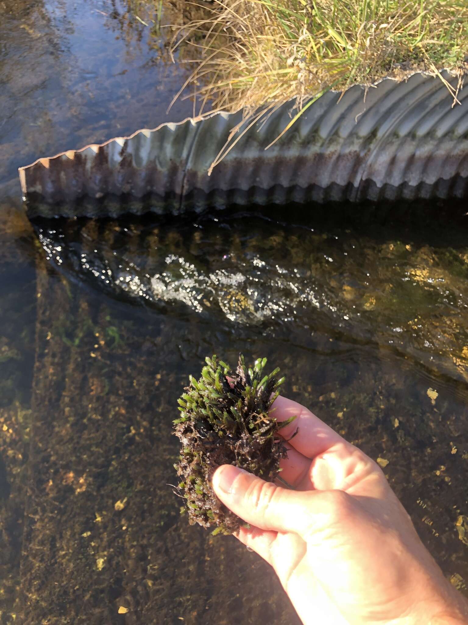 Image of largeleaf fissidens moss