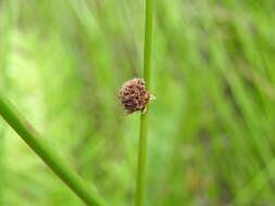 Image of Chorizandra sphaerocephala R. Br.