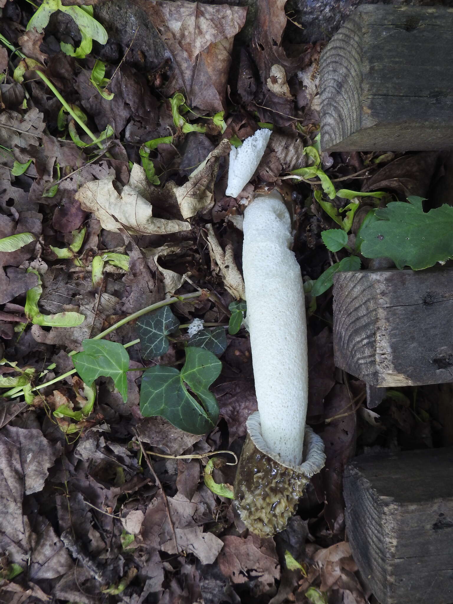 Image of Stinkhorn