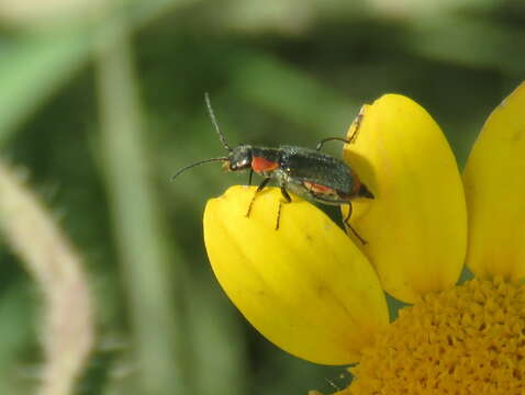 Image of <i>Clanoptilus marginellus</i>