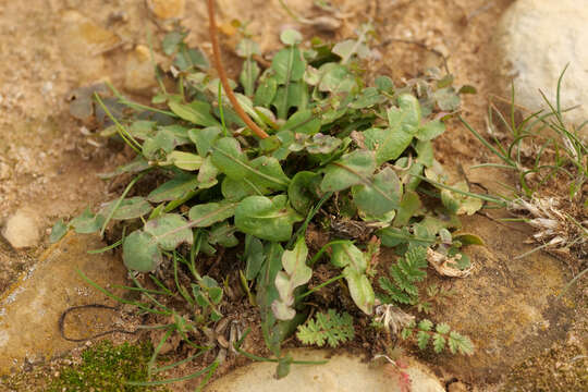 Image of Taraxacum megalorhizon (Forsk.) Hand.-Mazz.