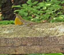 Image of Many-scaled Anole