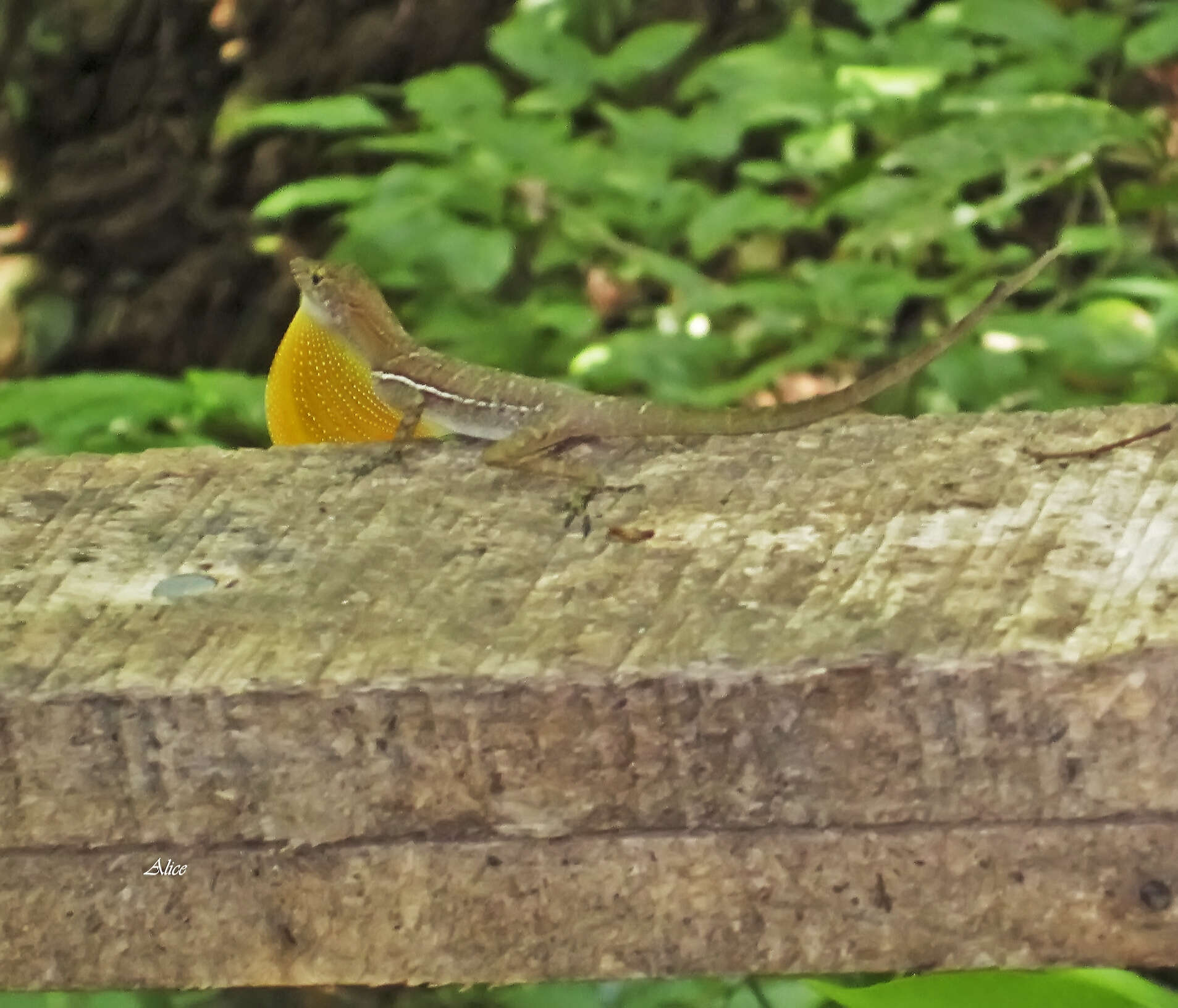 Image of Many-scaled Anole