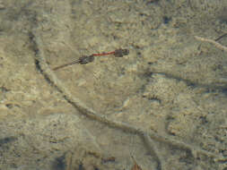 Image of Desert Darter