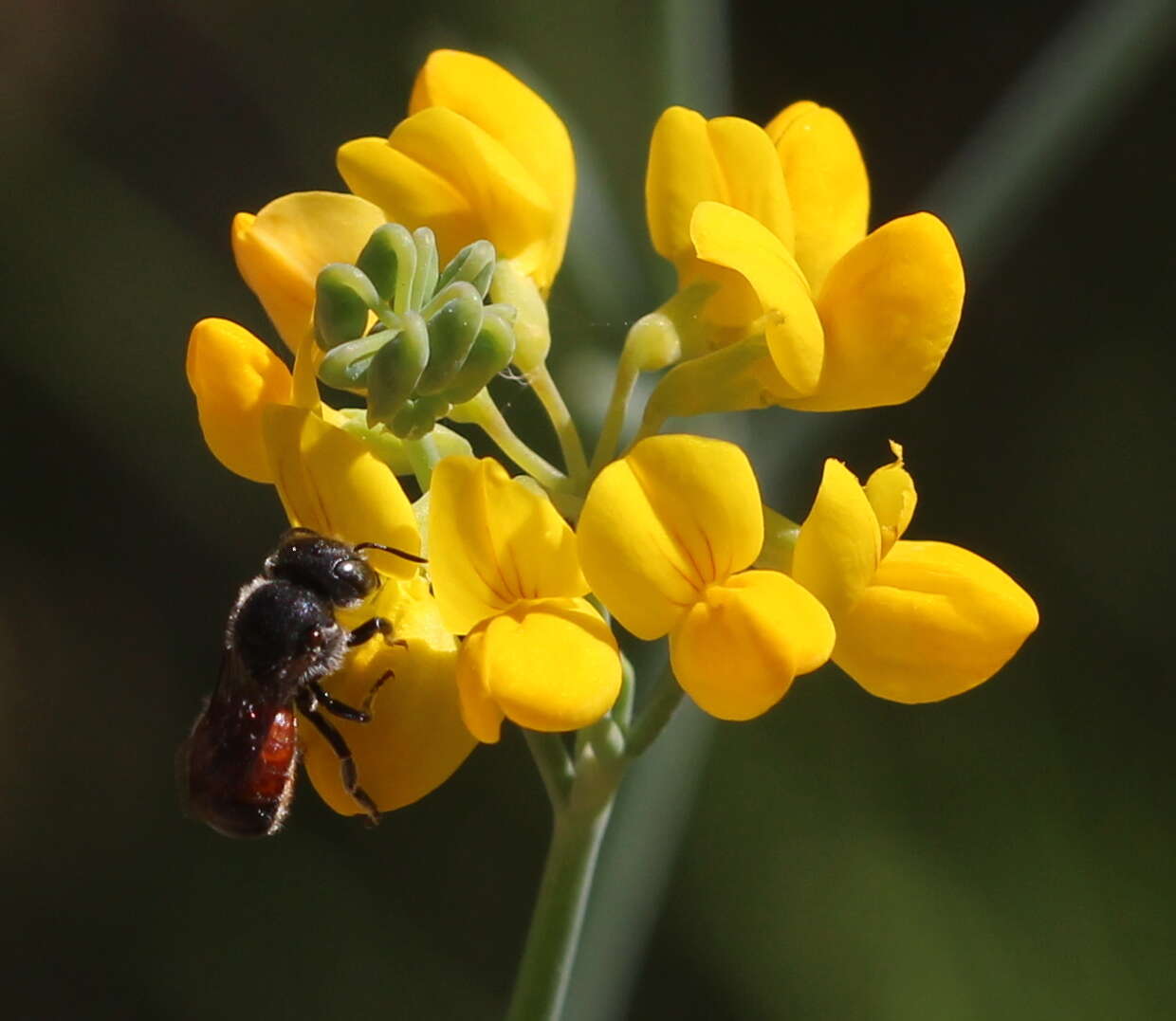 Image of Osmia andrenoides Spinola 1808