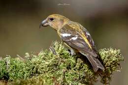 Image of Hispaniolan Crossbill