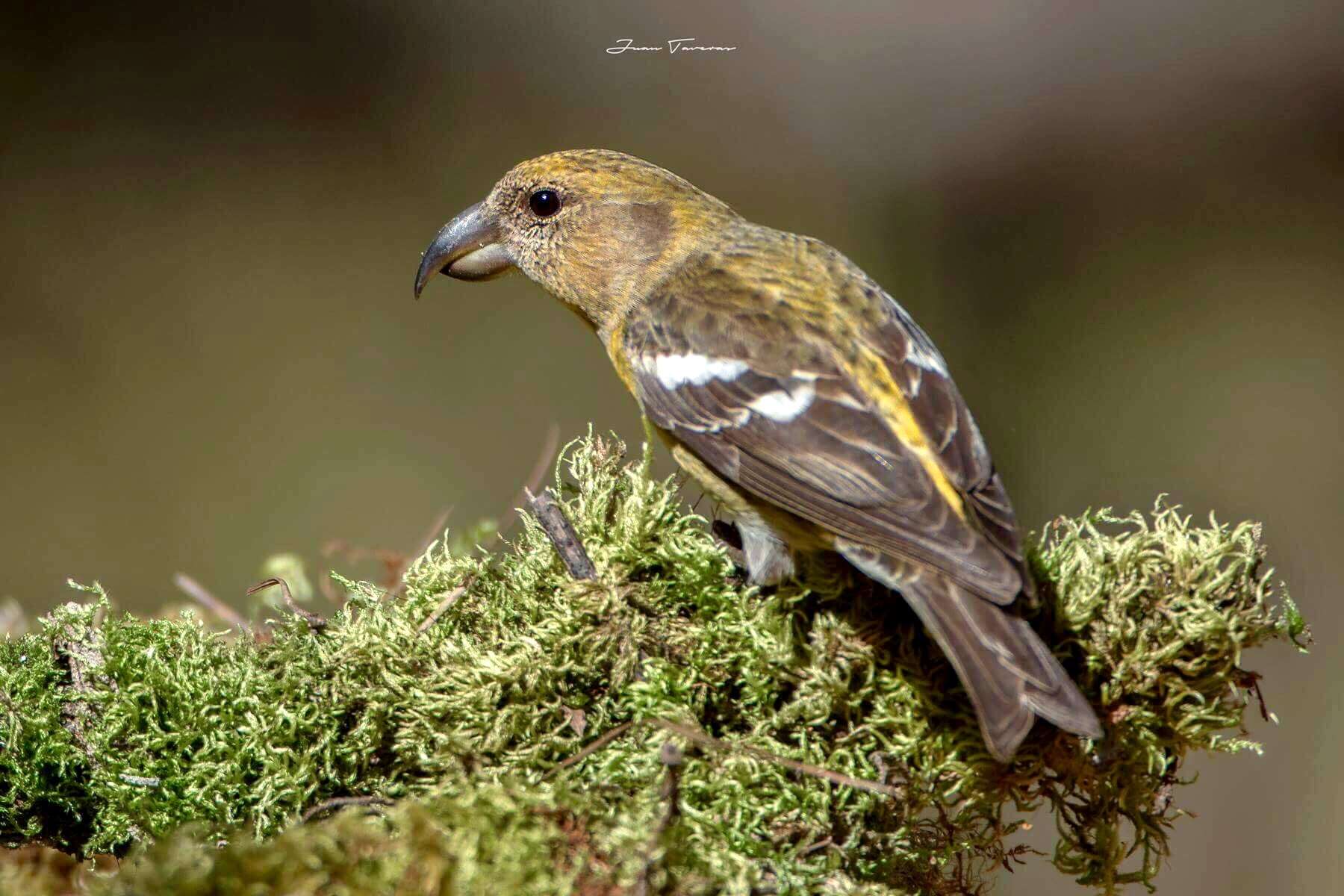 Image of Hispaniolan Crossbill