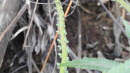 Image of Taiwan maiden fern