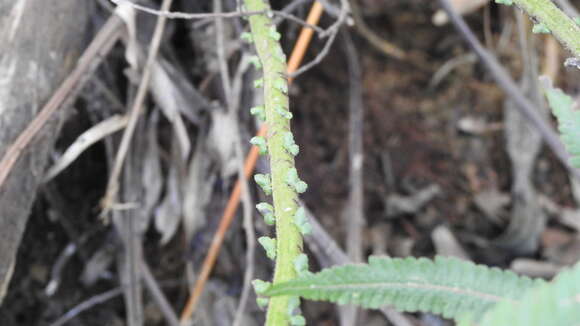 Sivun Sphaerostephanos taiwanensis (C. Chr.) Holtt. ex Kuo kuva