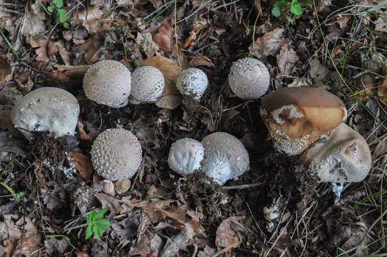 Image of Lycoperdon mammiforme Pers. 1801