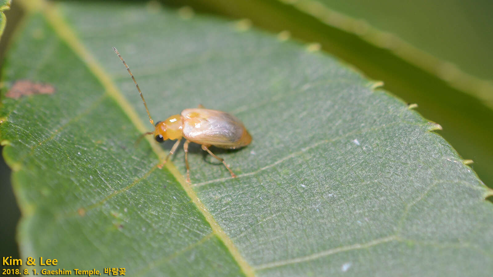 Image of <i>Monolepta shirozui</i>