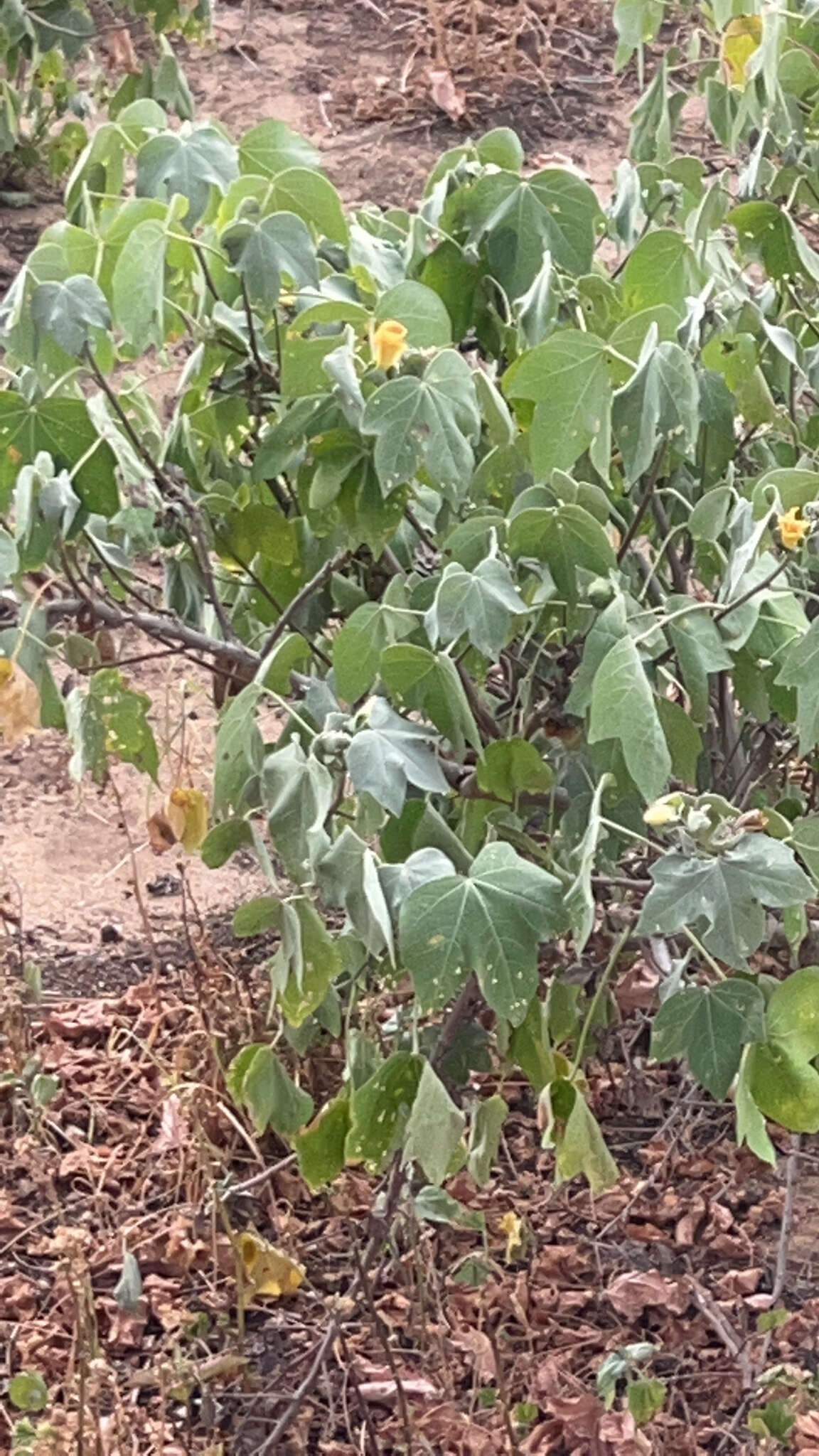 Image of Hawai'ian cotton