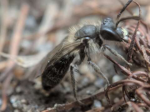 Image of Bradley's Andrena