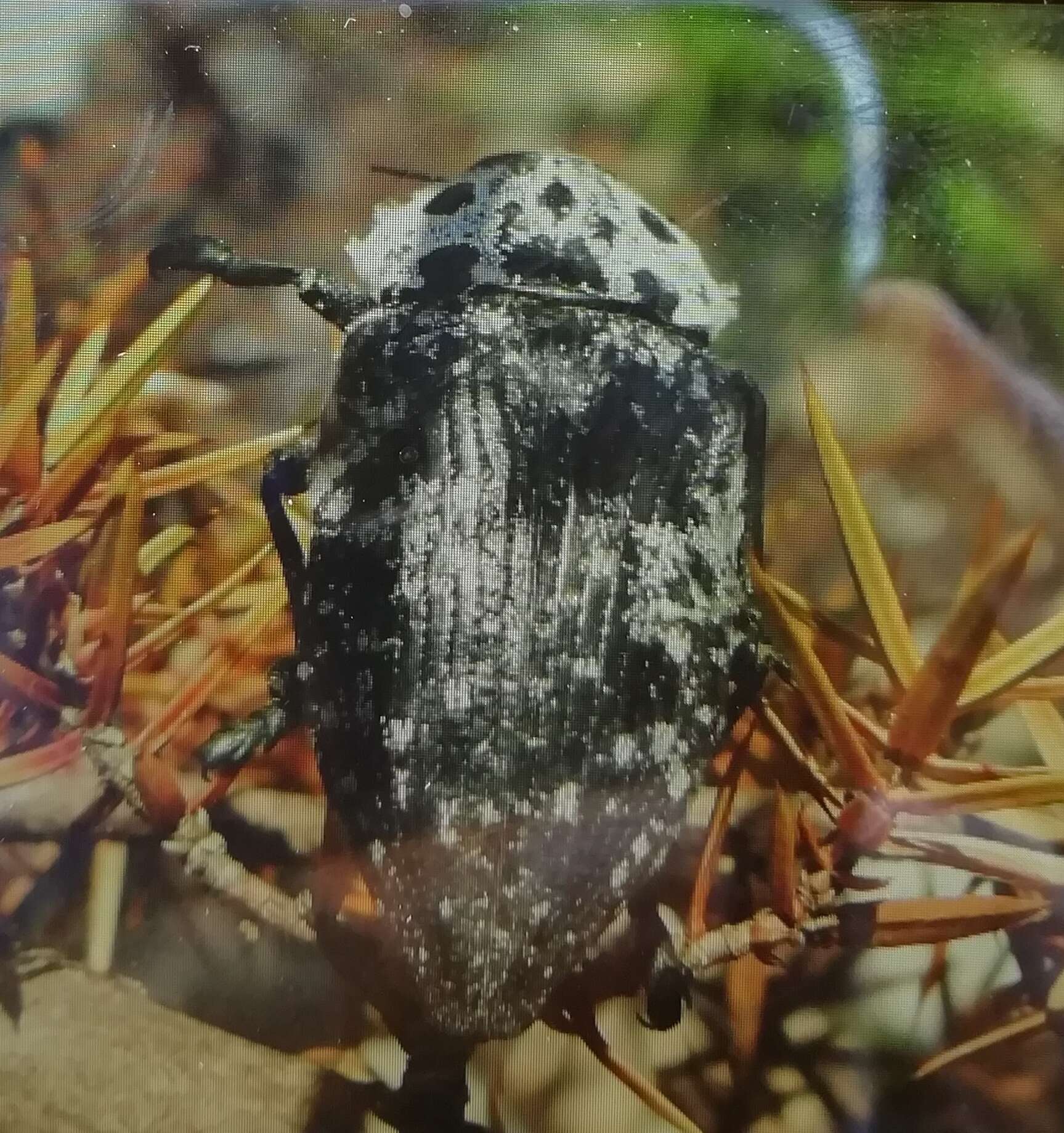 Image of Capnodis cariosa (Pallas 1776)