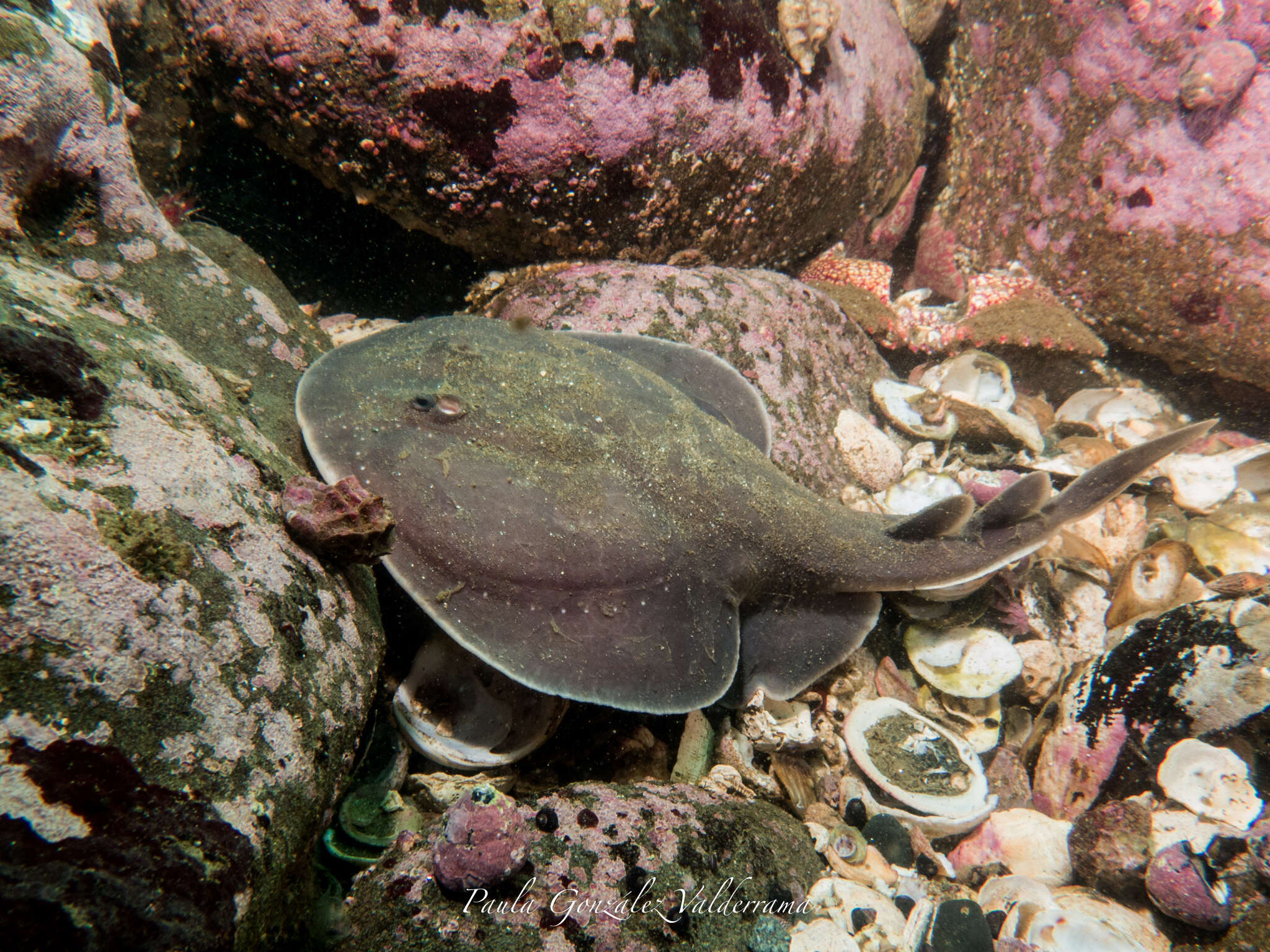 Image of Apron Ray