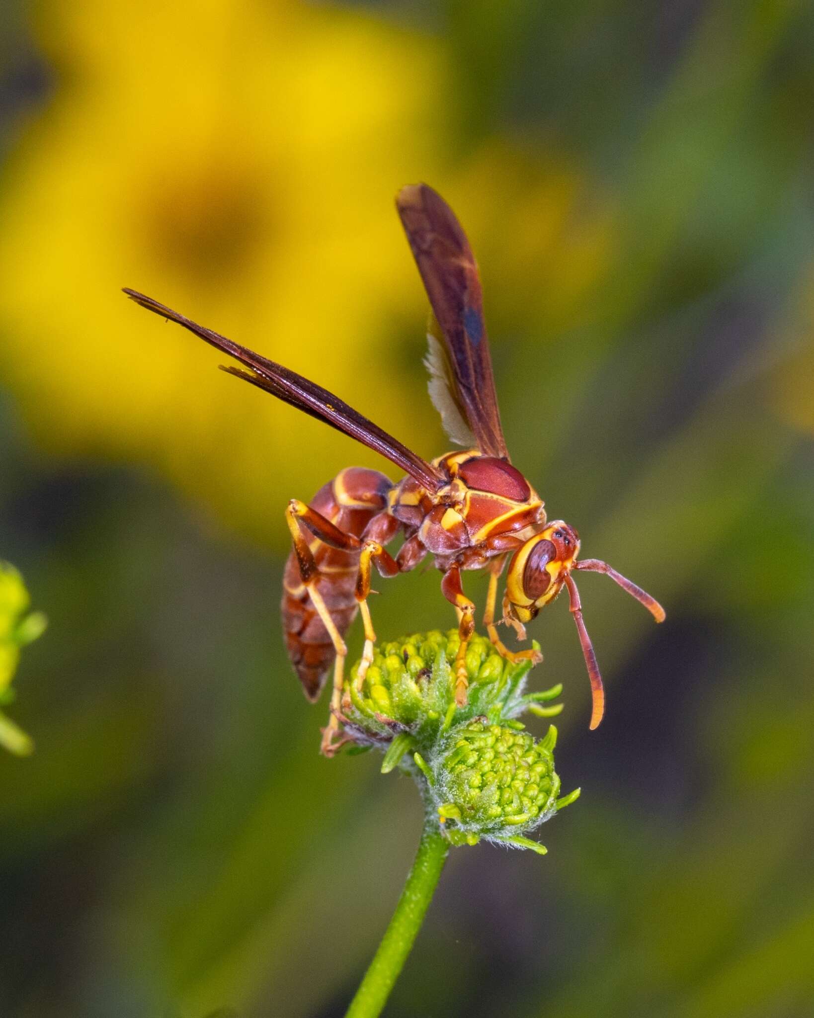 صورة Polistes arizonensis Snelling 1954