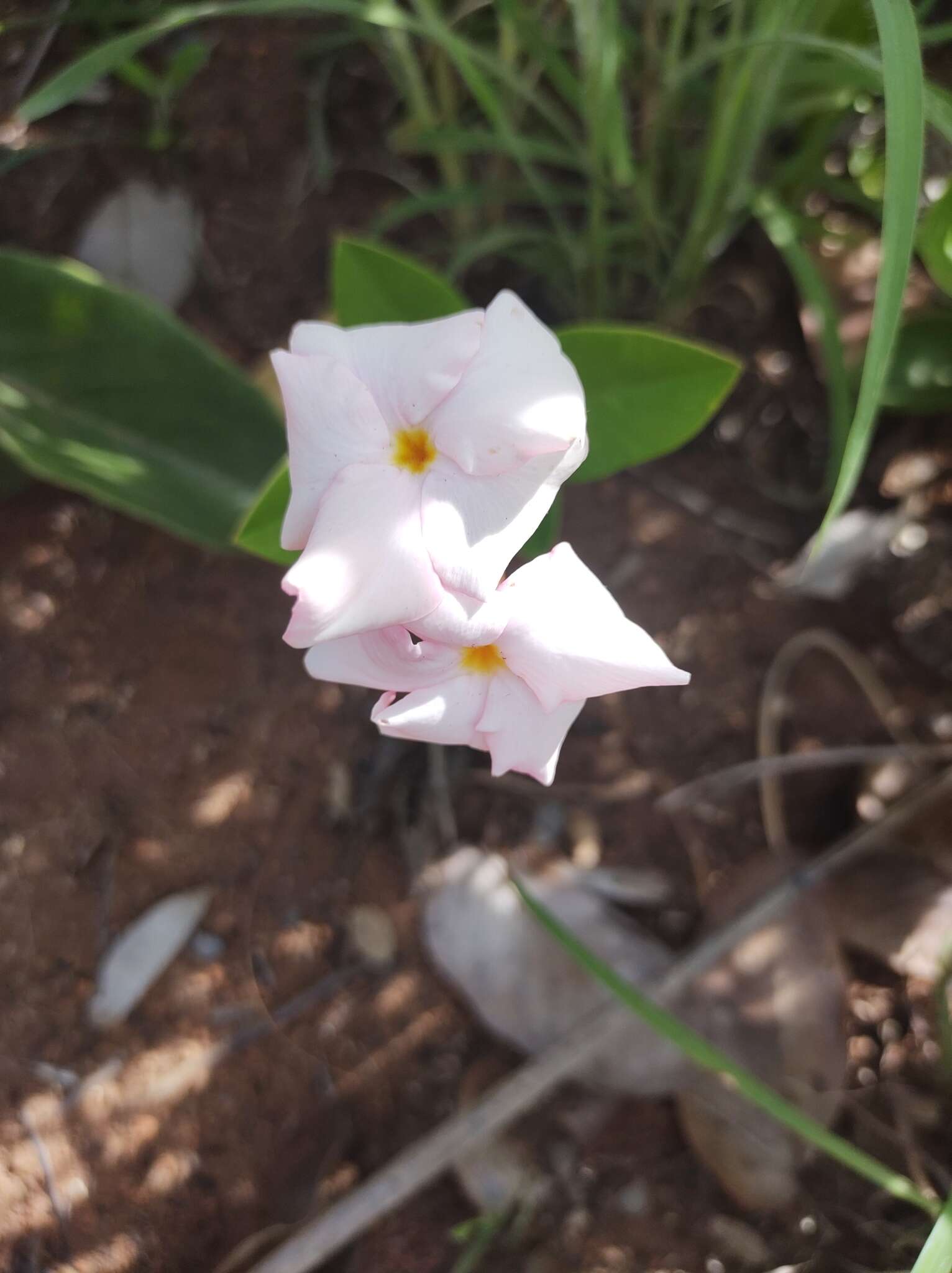 Image of Mandevilla novocapitalis Markgr.