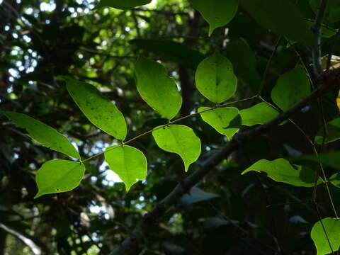 Image of Caesalpinia cucullata Roxb.